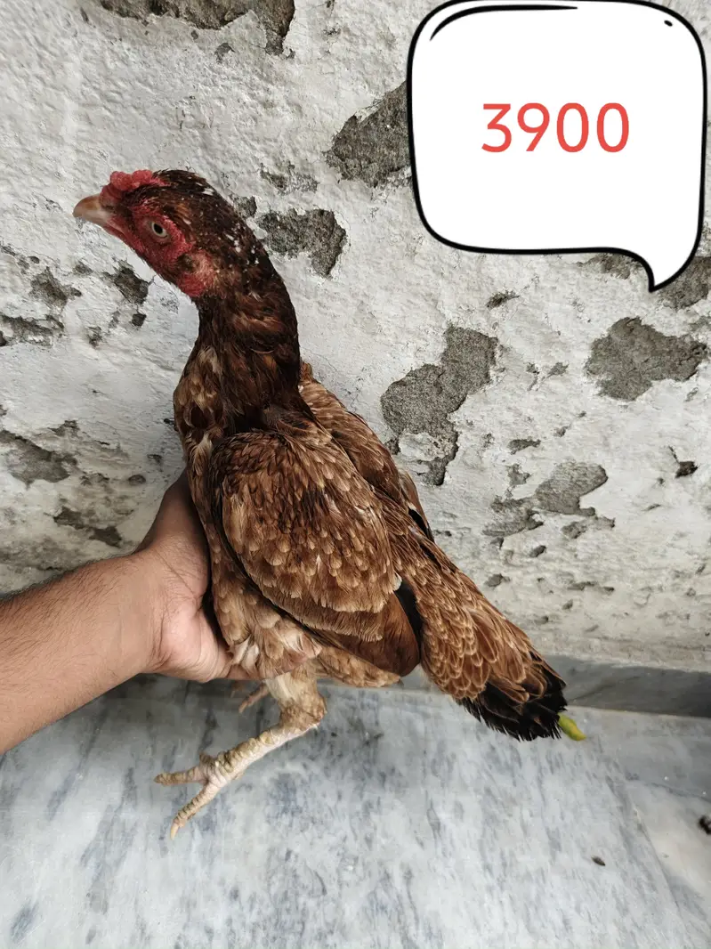 Aseel Murgy Murgiyan — photo 10