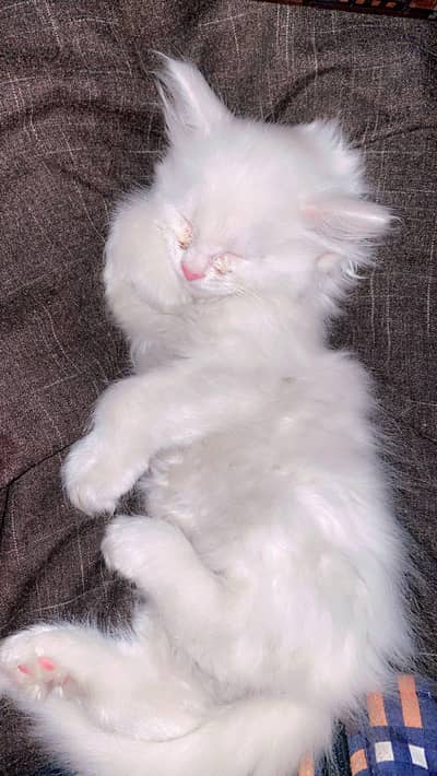 Persian Cat Double Cote Cat White  with Yellow Beautiful Eyes 