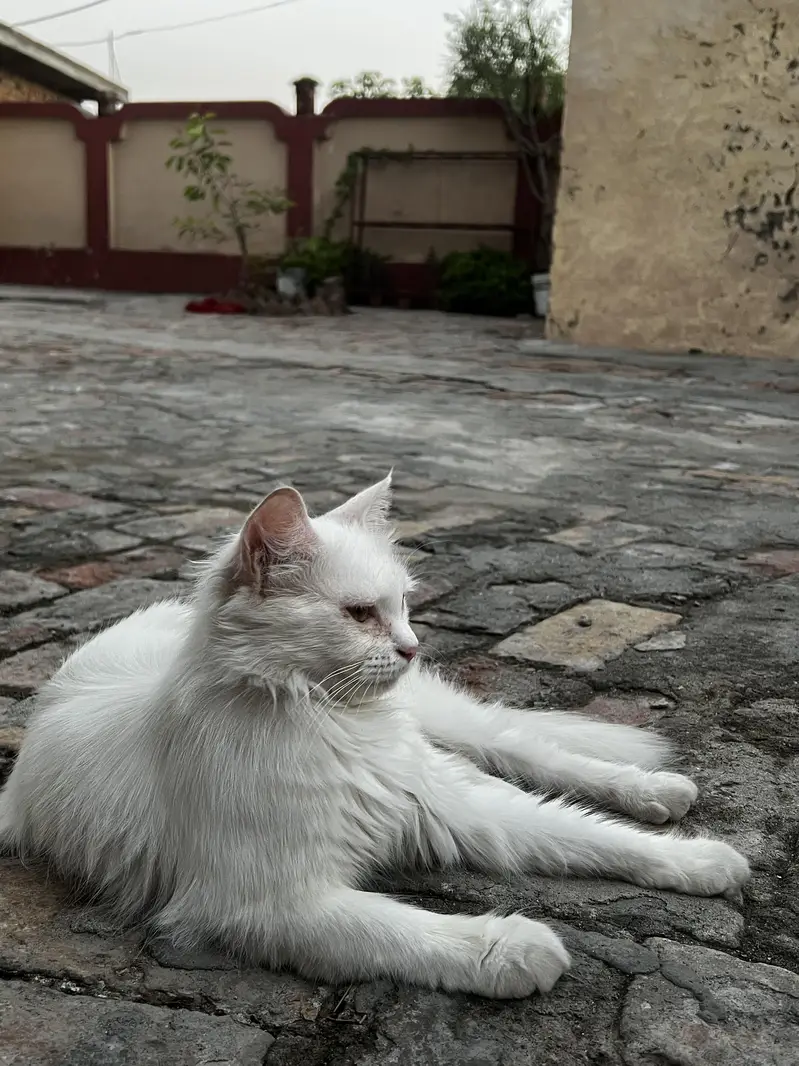Persian Cat Double Cote Cat White  with Yellow Beautiful Eyes  — photo 2