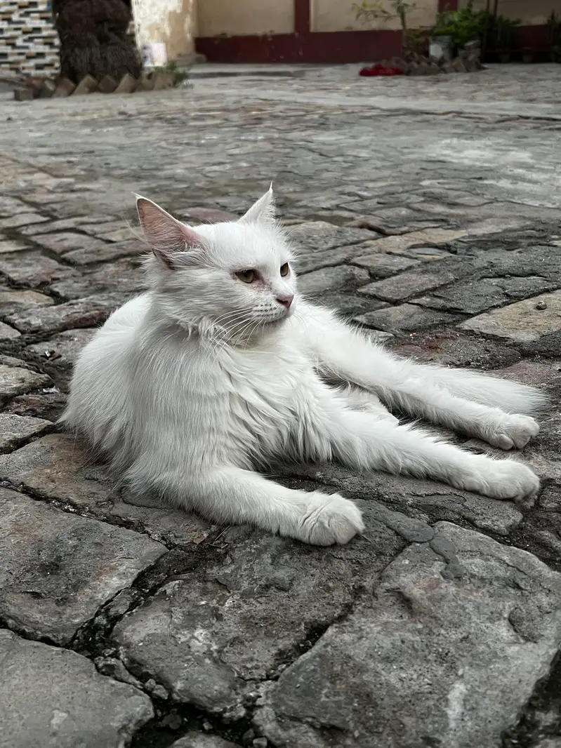 Persian Cat Double Cote Cat White  with Yellow Beautiful Eyes  — photo 3