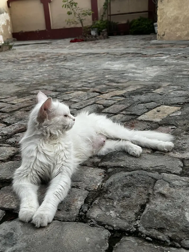 Persian Cat Double Cote Cat White  with Yellow Beautiful Eyes  — photo 4