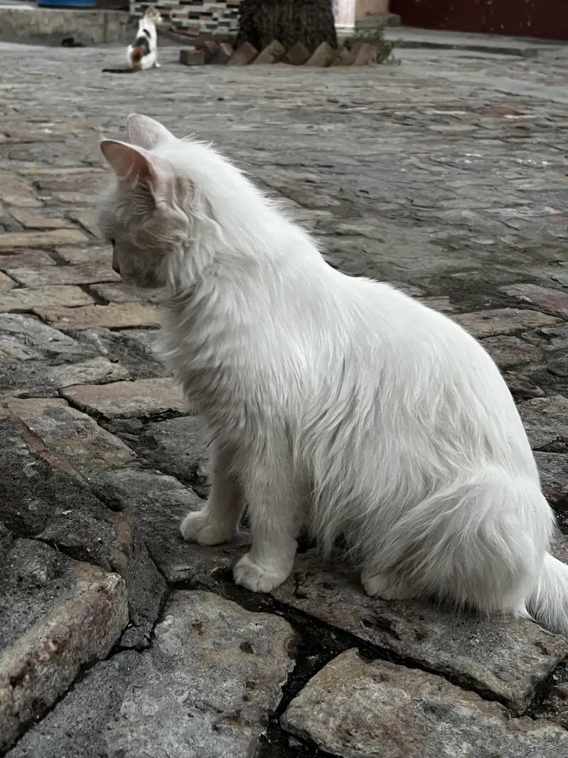 Persian Cat Double Cote Cat White  with Yellow Beautiful Eyes  — photo 5
