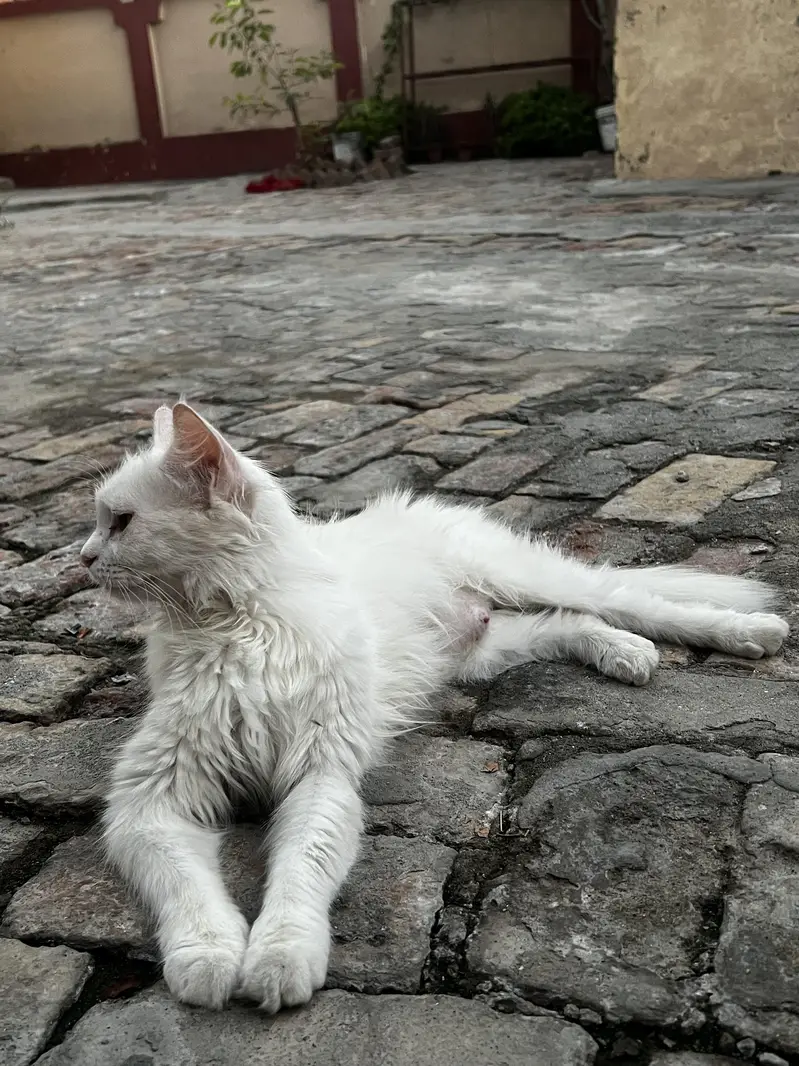 Persian Cat Double Cote Cat White  with Yellow Beautiful Eyes  — photo 6