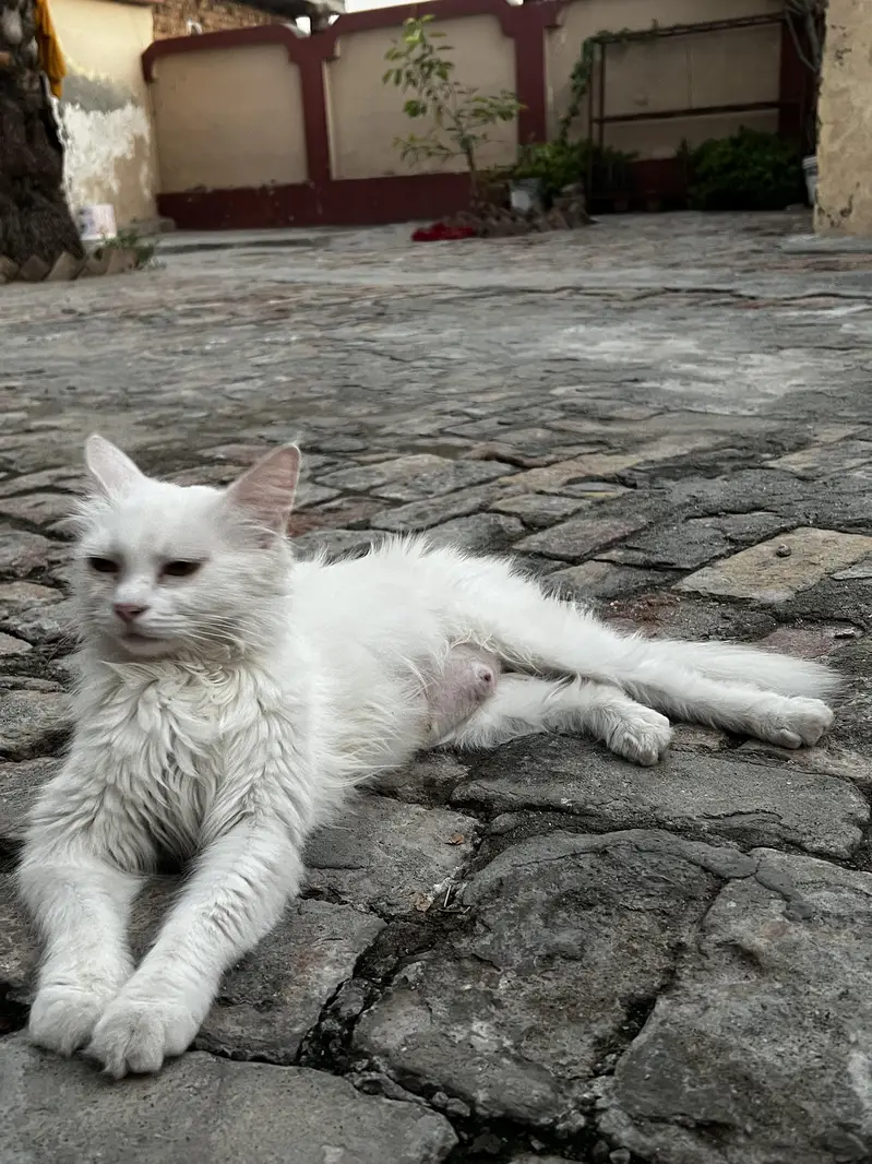 Persian Cat Double Cote Cat White  with Yellow Beautiful Eyes  — photo 7