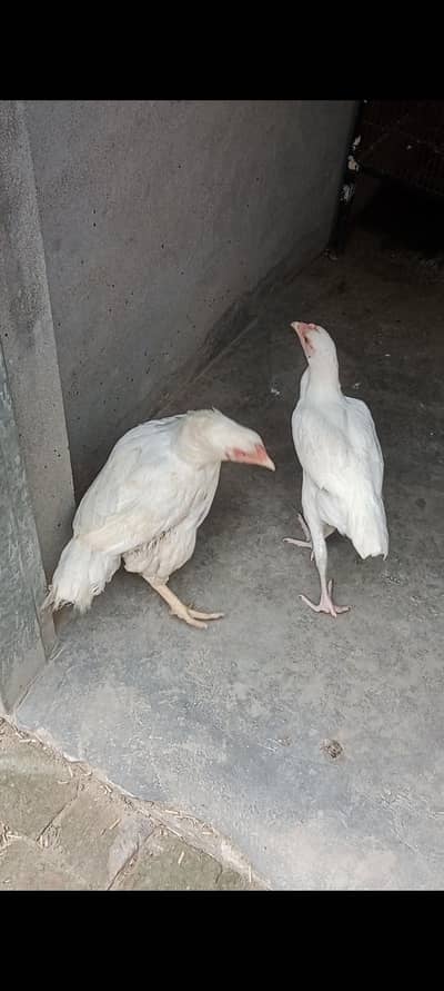 hera aseel madi or bengham patha