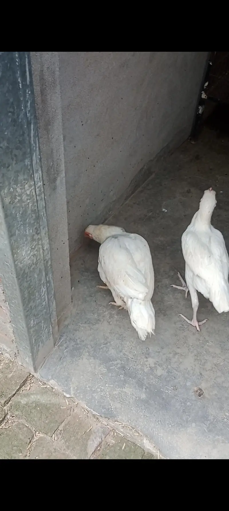 hera aseel madi or bengham patha — photo 2