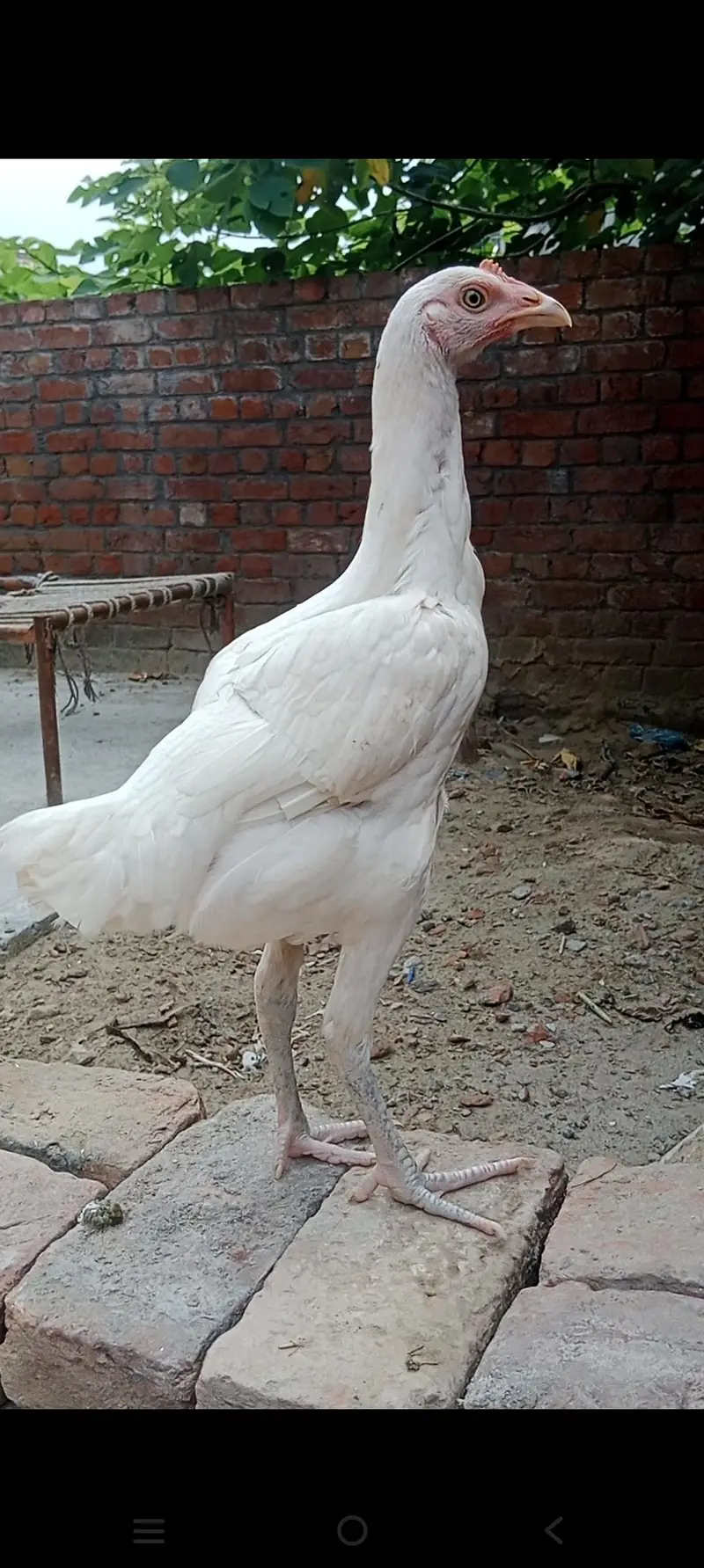 hera aseel madi or bengham patha — photo 5