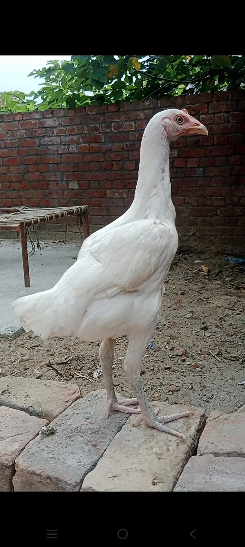 hera aseel madi or bengham patha — photo 6