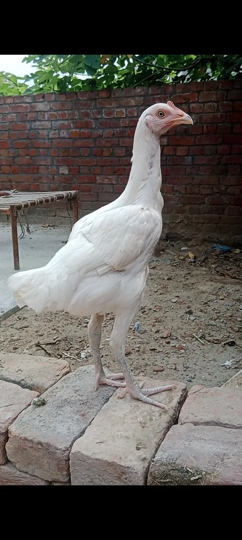 hera aseel madi or bengham patha — photo 7