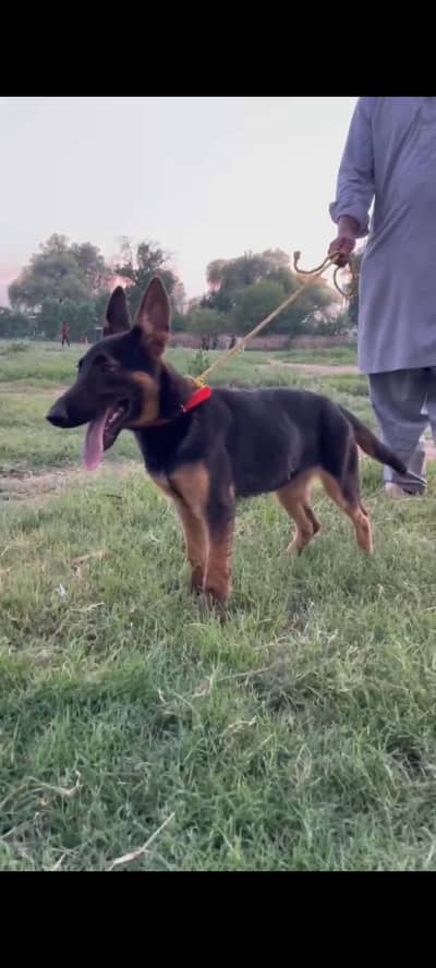 nice dog