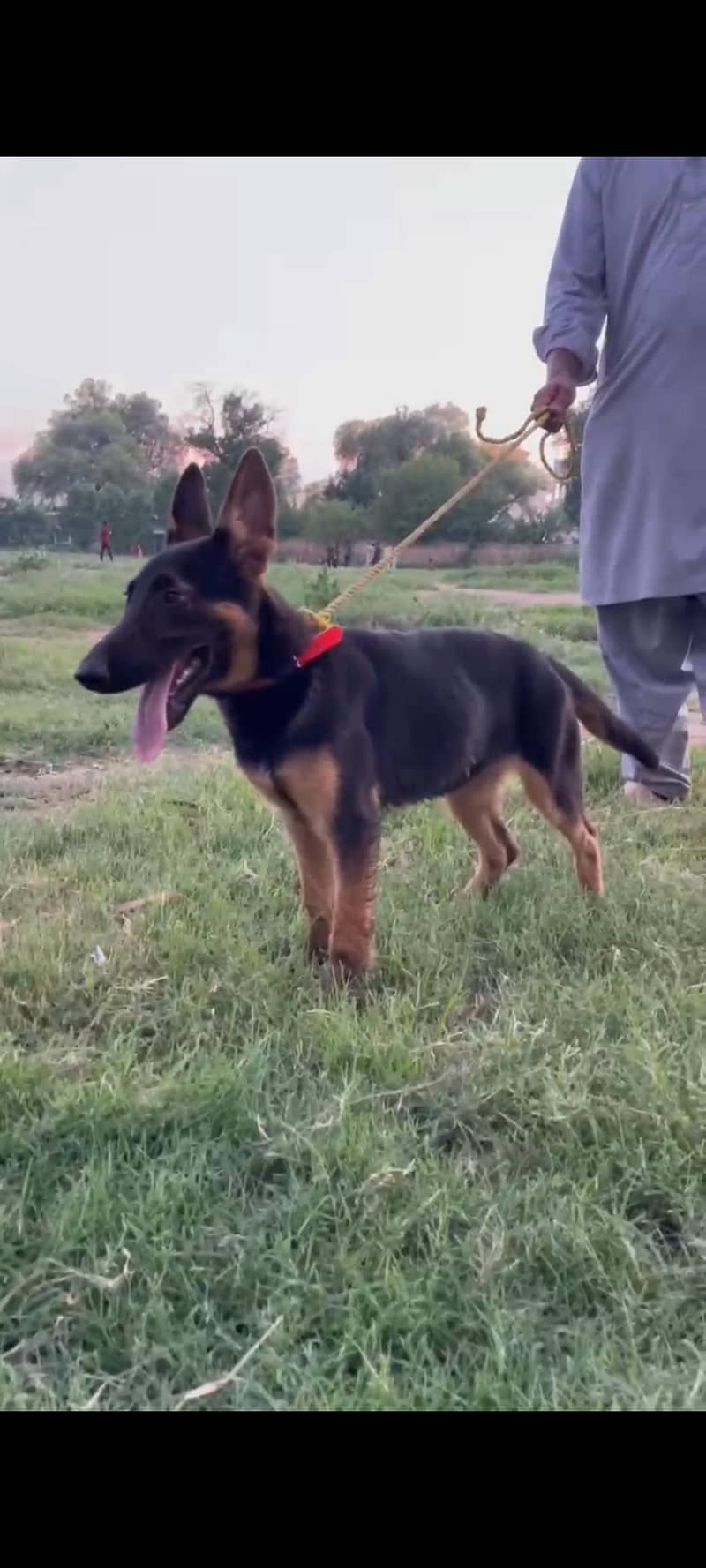 nice dog 0