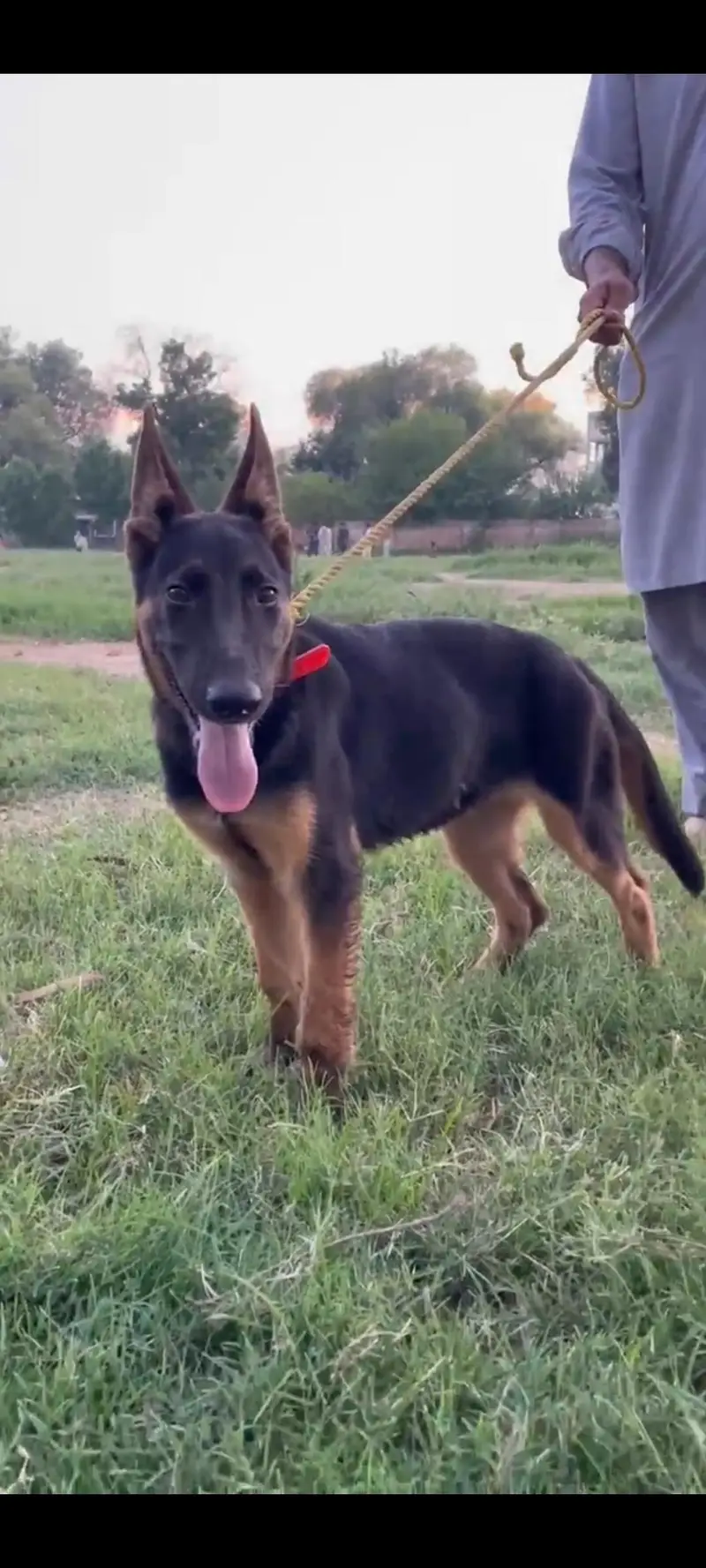 nice dog — photo 2
