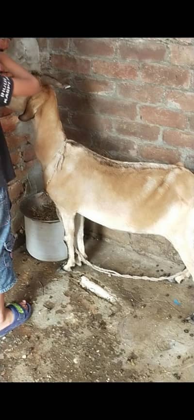 tadi bakri gaban tayar  03098289032
