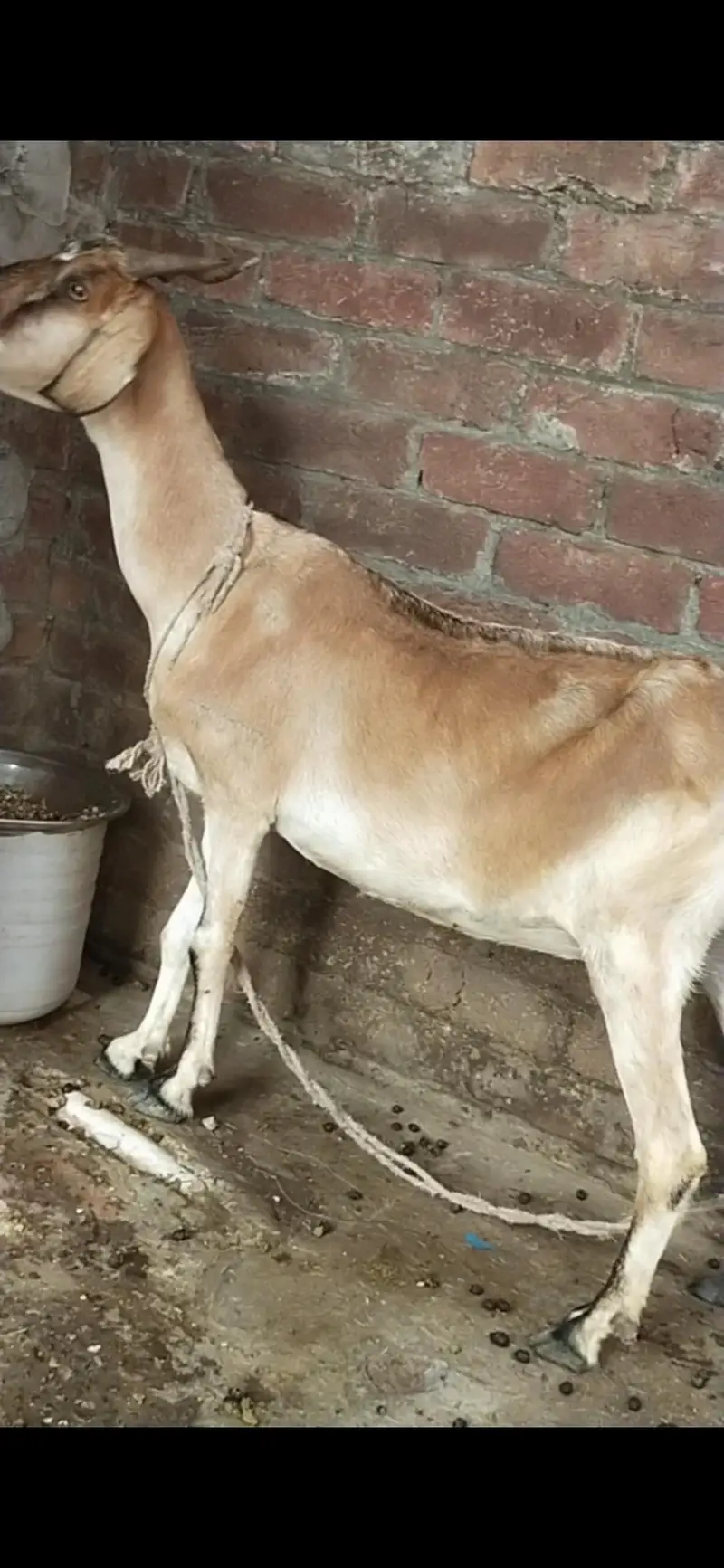 tadi bakri gaban tayar  03098289032 — photo 3