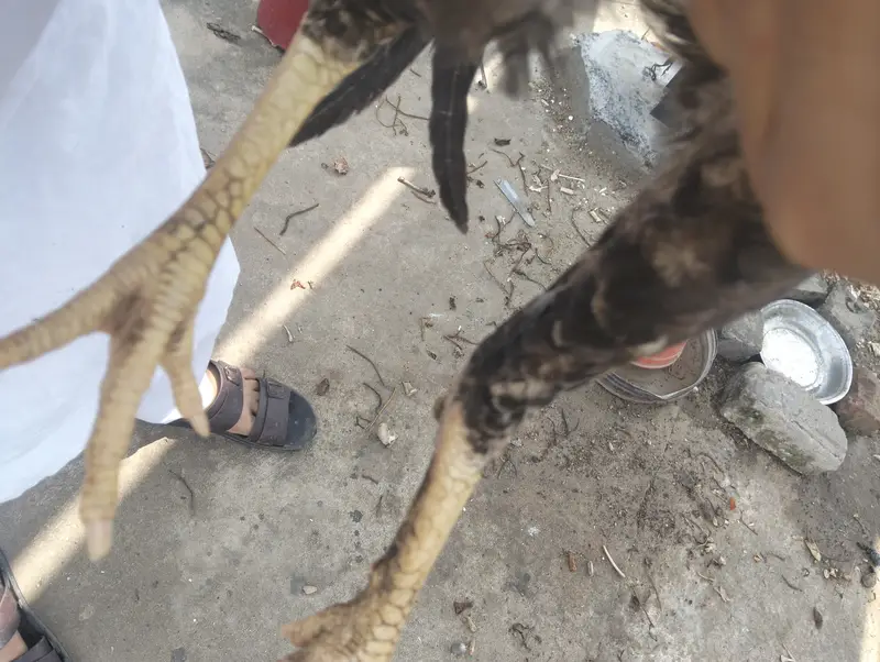 Adeel jori mianwali Sy ai choty phir ab 6 month k ho gy03359845973 — photo 2