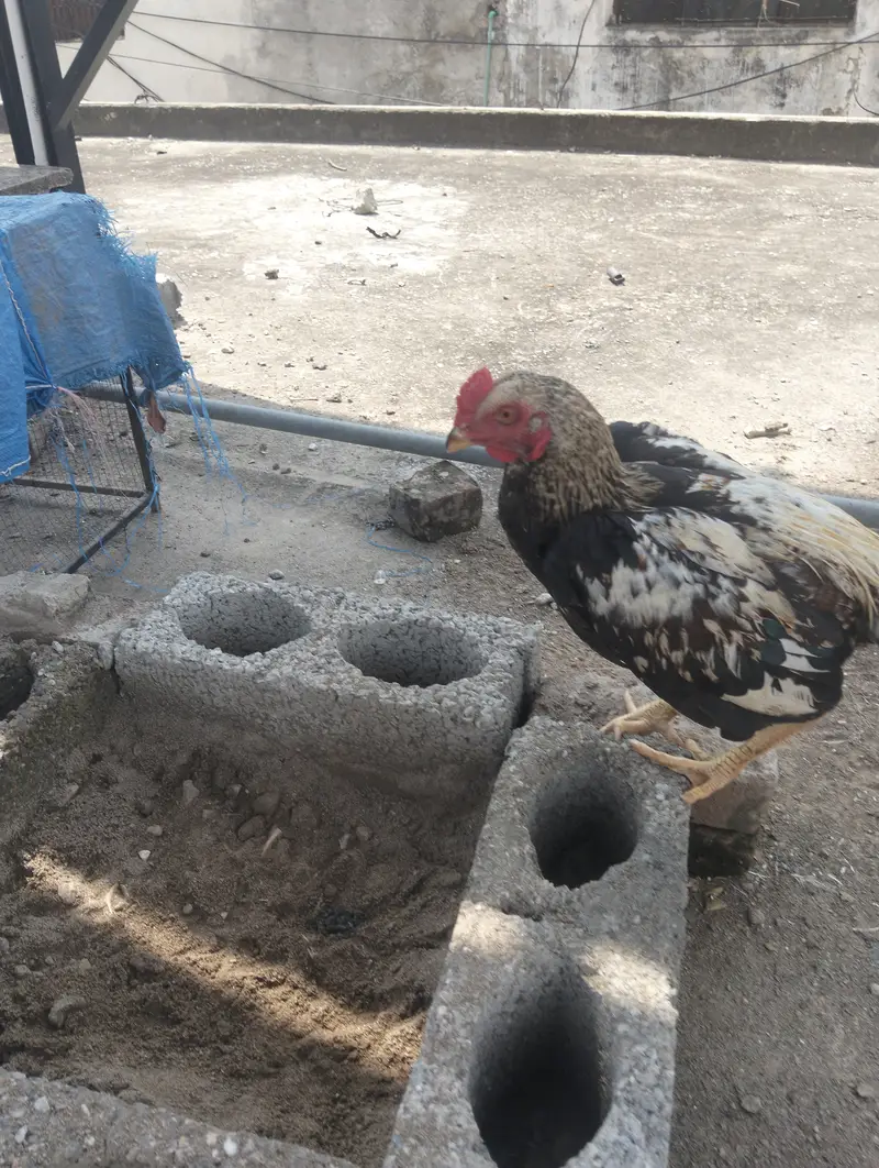 Adeel jori mianwali Sy ai choty phir ab 6 month k ho gy03359845973 — photo 10