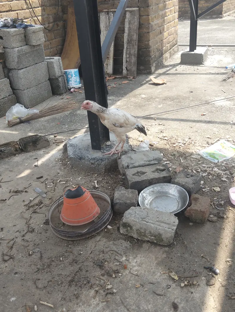 Adeel jori mianwali Sy ai choty phir ab 6 month k ho gy03359845973 — photo 11
