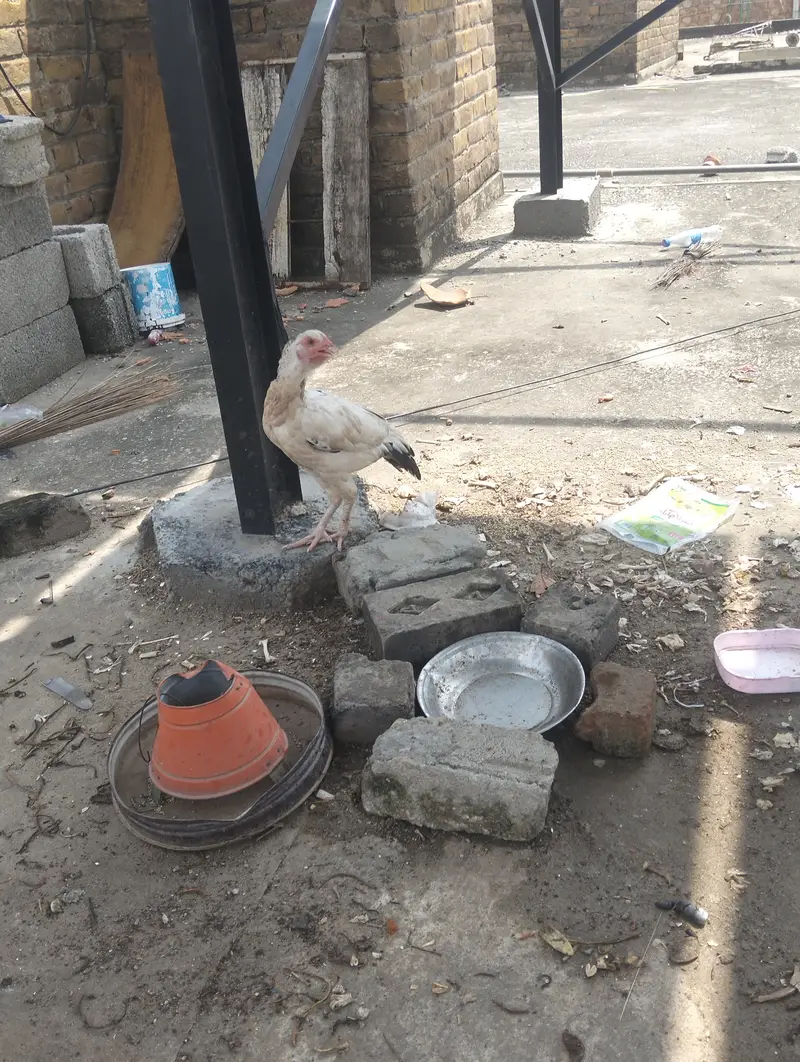 Adeel jori mianwali Sy ai choty phir ab 6 month k ho gy03359845973 — photo 12