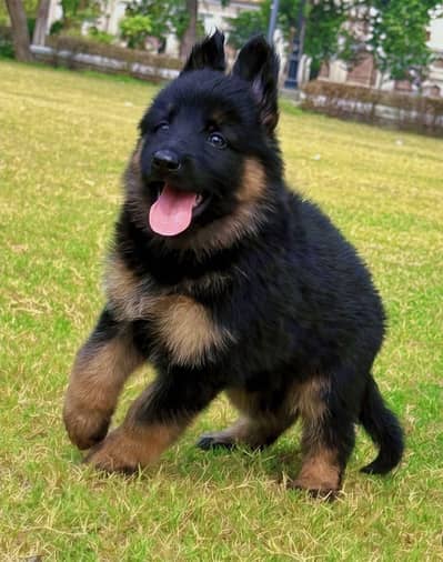 German shepherd Puppy Long Coat