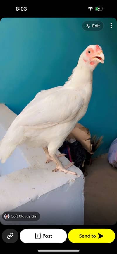 Pure Paper White Female