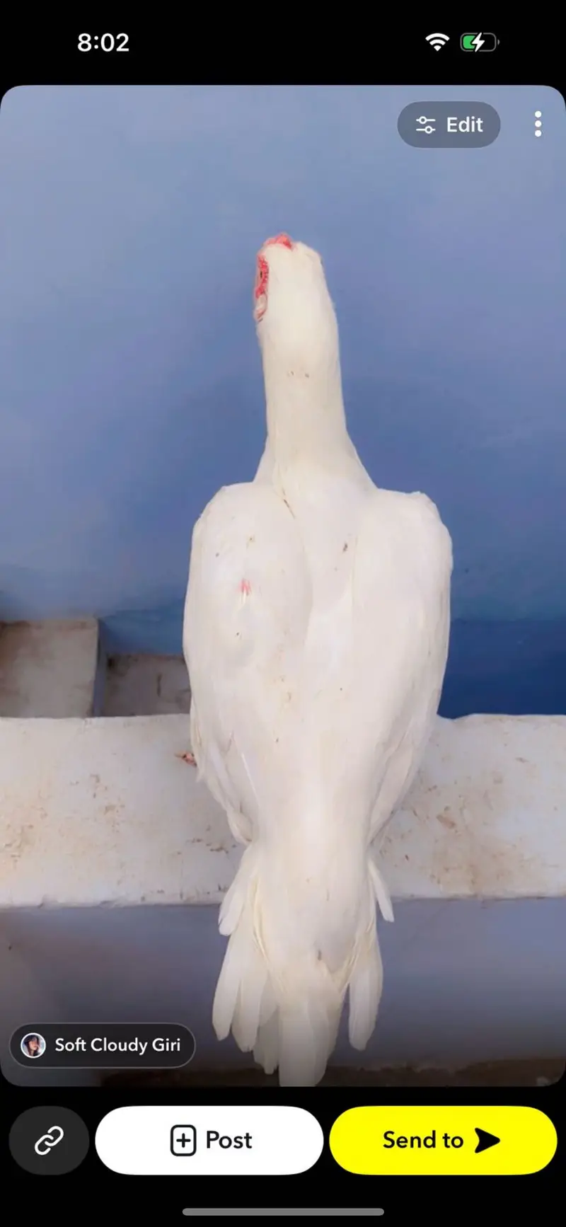 Pure Paper White Female — photo 2