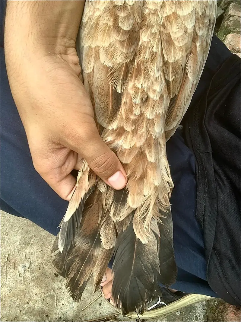 aseel murgi lahki — photo 6