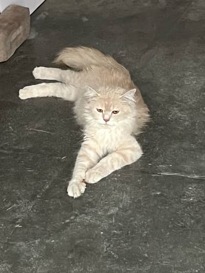 Baby cats for sale wp 0314 4121855