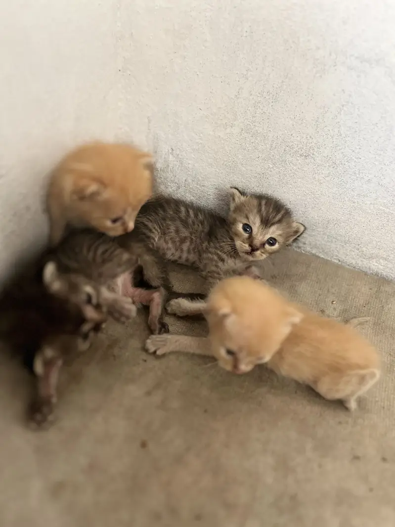 Baby cats for sale wp 0314 4121855 — photo 2