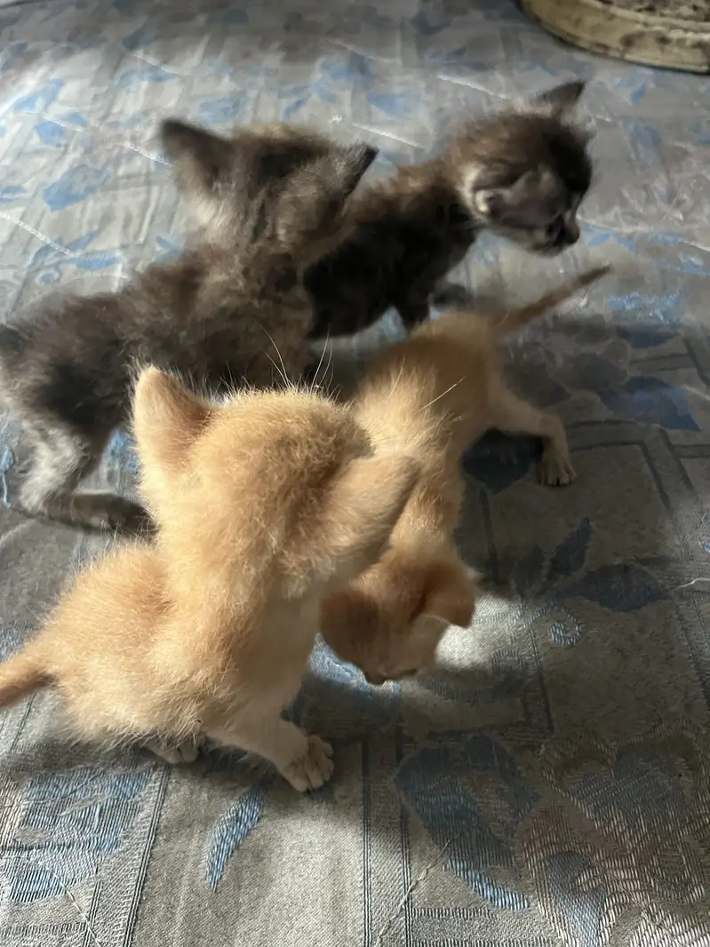Baby cats for sale wp 0314 4121855 — photo 3