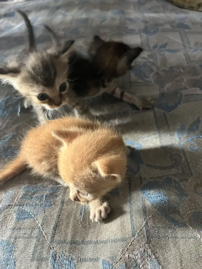 Baby cats for sale wp 0314 4121855 — photo 4