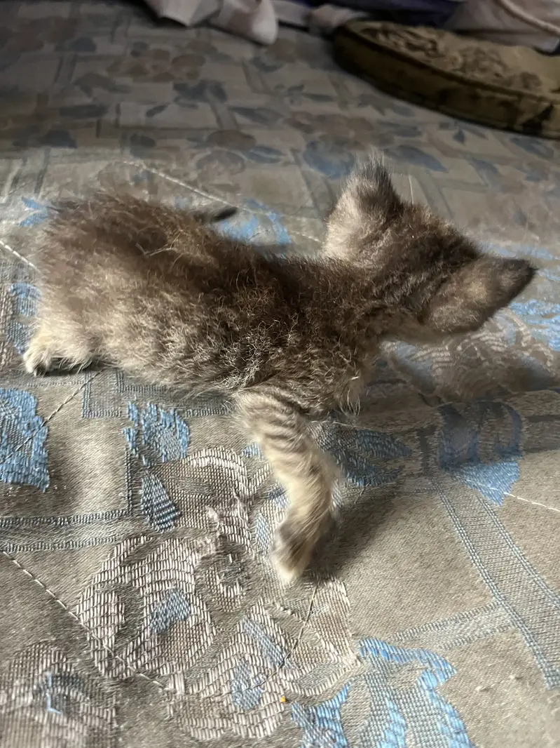 Baby cats for sale wp 0314 4121855 — photo 5
