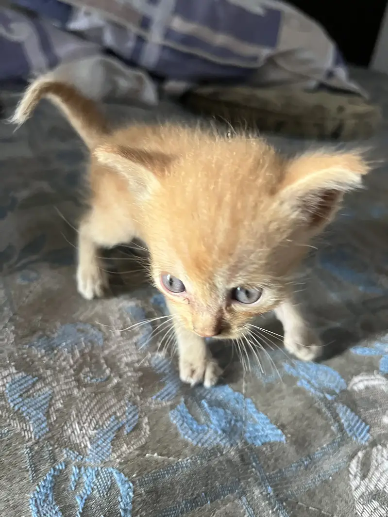 Baby cats for sale wp 0314 4121855 — photo 6