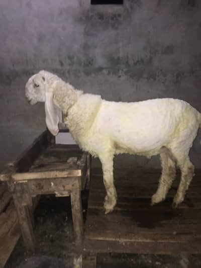 Kajla