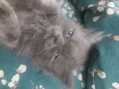 2 triple coated male kittens