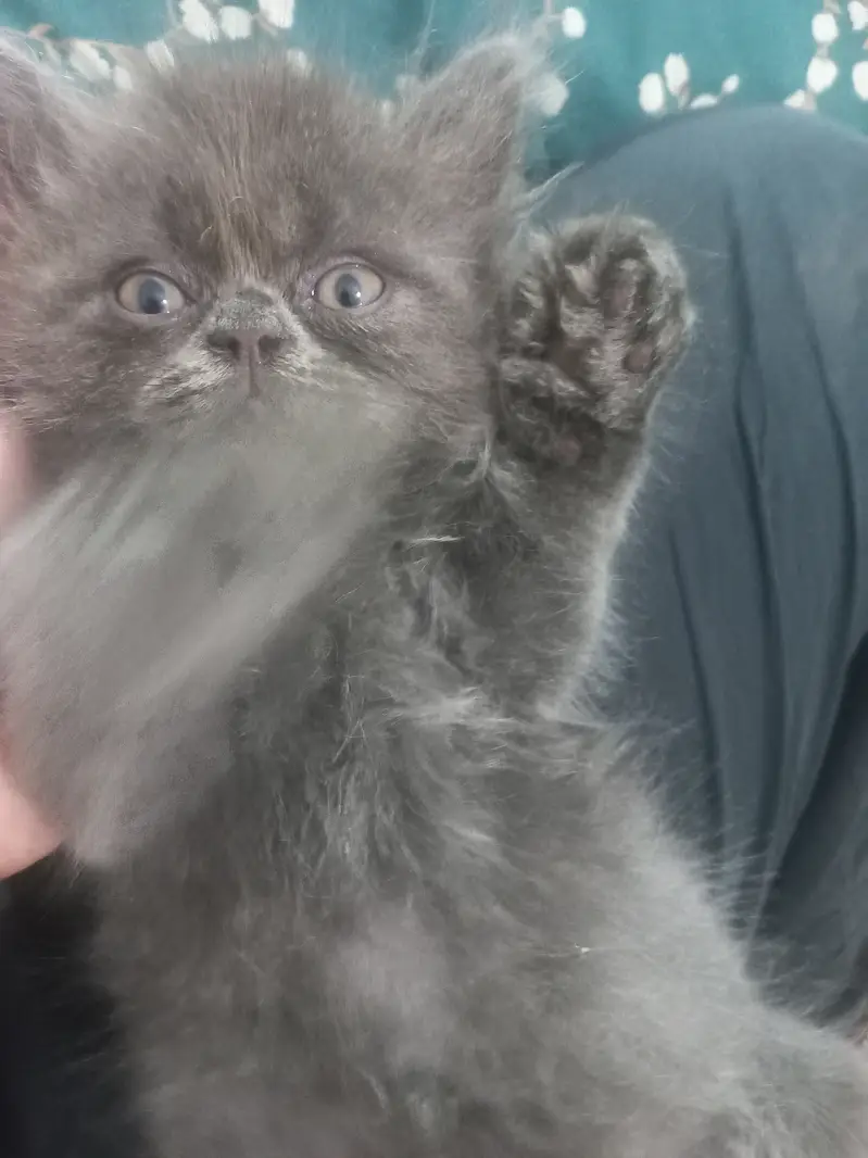 2 triple coated male kittens — photo 2