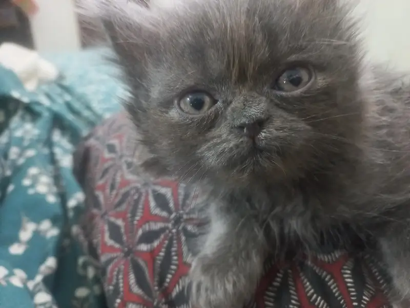 2 triple coated male kittens — photo 3