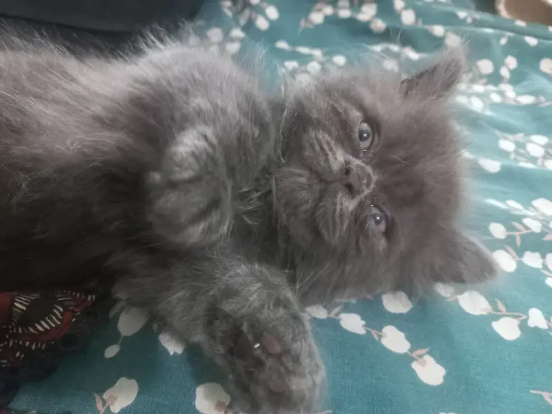 2 triple coated male kittens — photo 4