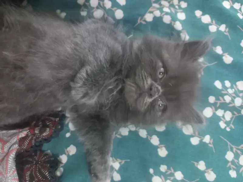 2 triple coated male kittens — photo 5