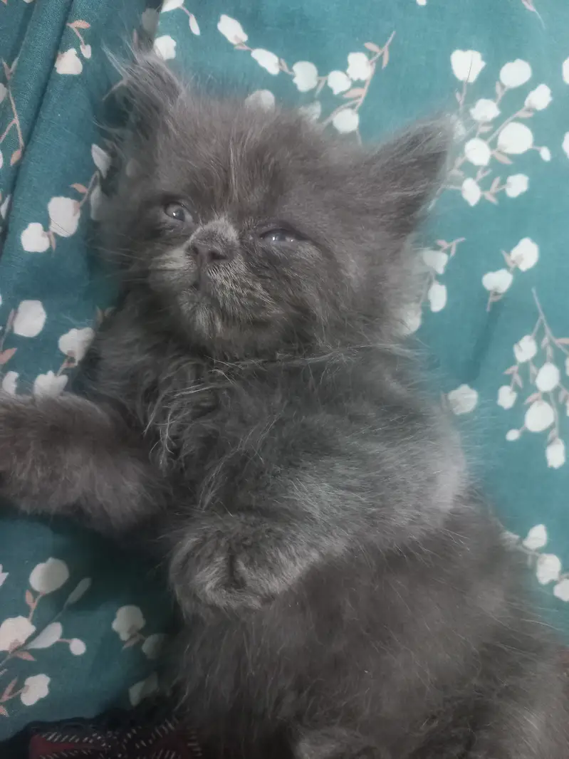 2 triple coated male kittens — photo 6