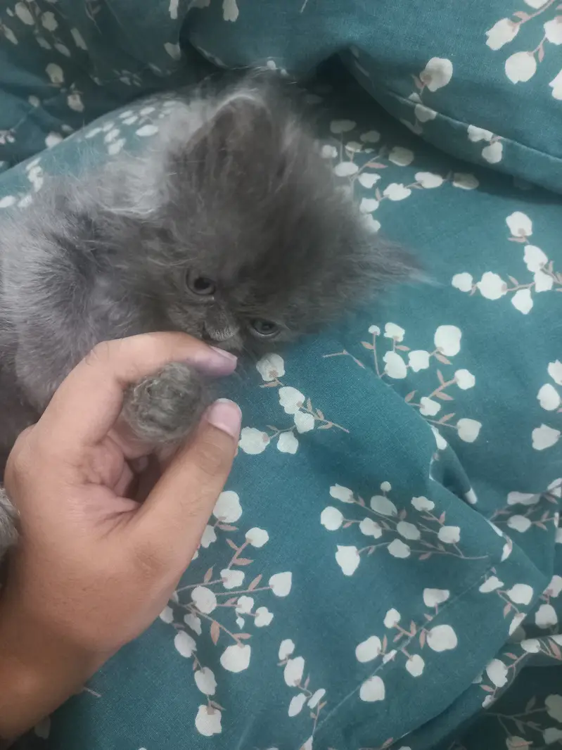 2 triple coated male kittens — photo 7