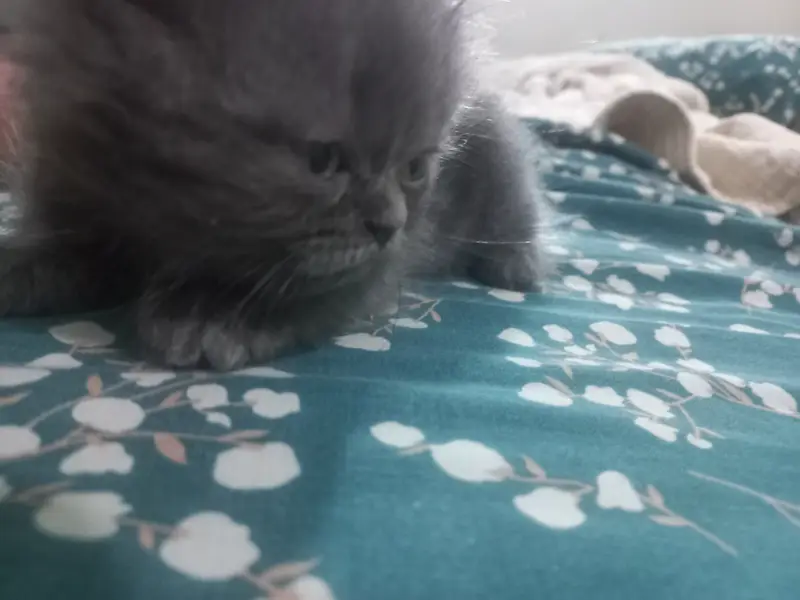 2 triple coated male kittens — photo 8