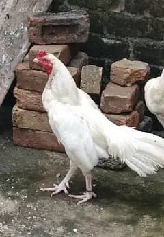 lakhi madi