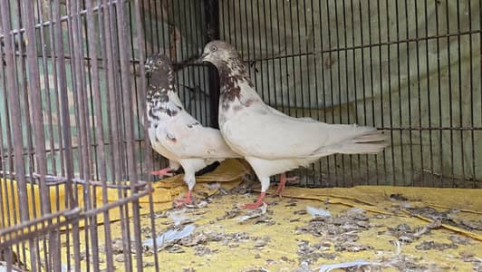 Pigeon Pairs - Lakhy - Piplan - Teddy Urgent Sale