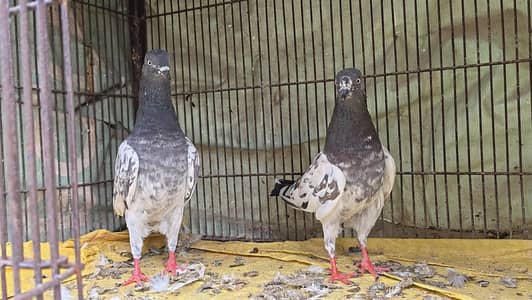 Pigeon Pairs - Lakhy - Piplan - Teddy Urgent Sale
