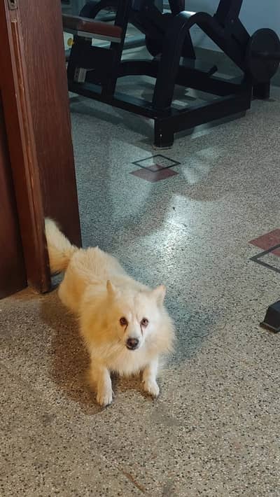 LOST DOG – Gulberg 3 Lahore – Rs. 100,000 Reward