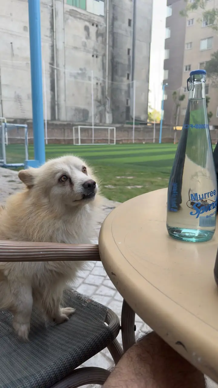LOST DOG – Gulberg 3 Lahore – Rs. 100,000 Reward — photo 2