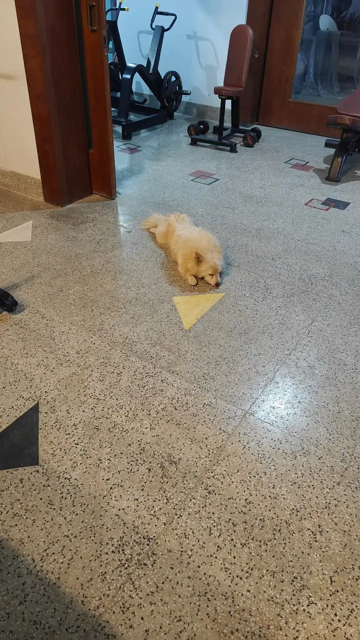 LOST DOG – Gulberg 3 Lahore – Rs. 100,000 Reward — photo 4