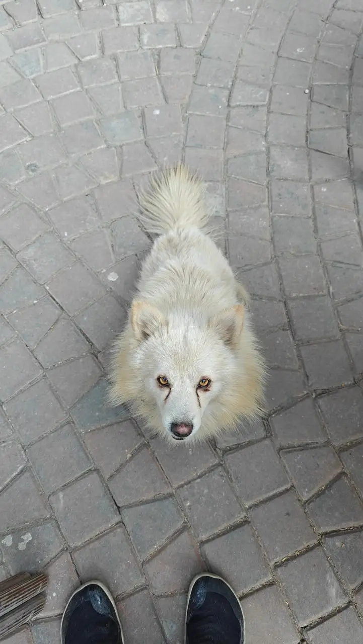 LOST DOG – Gulberg 3 Lahore – Rs. 100,000 Reward — photo 5