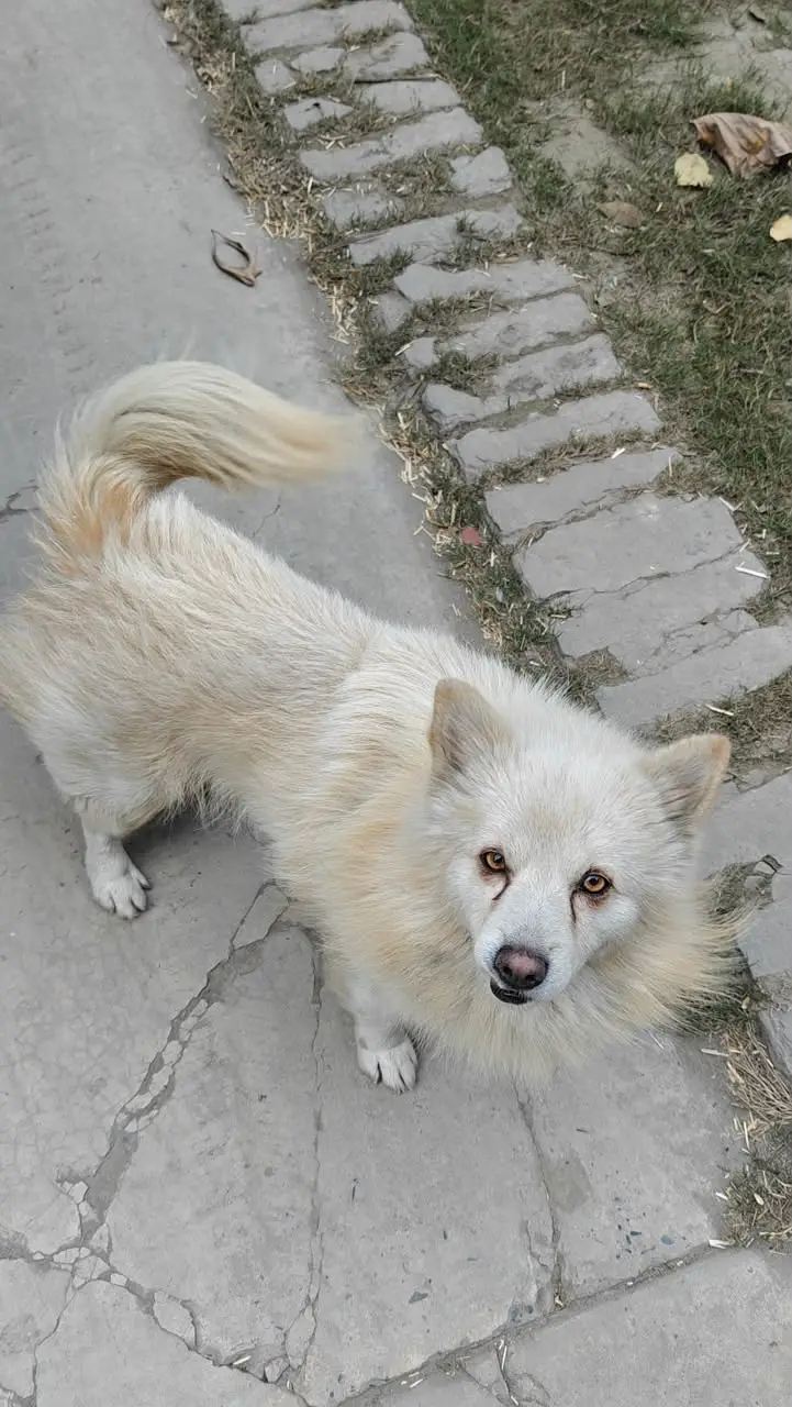 LOST DOG – Gulberg 3 Lahore – Rs. 100,000 Reward — photo 8
