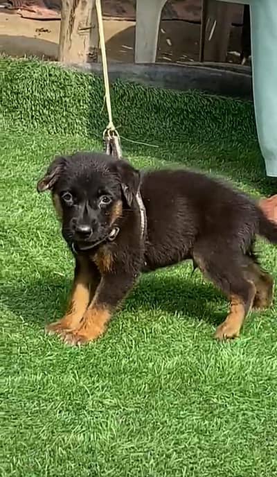 Garman shepherd Male 03298202490